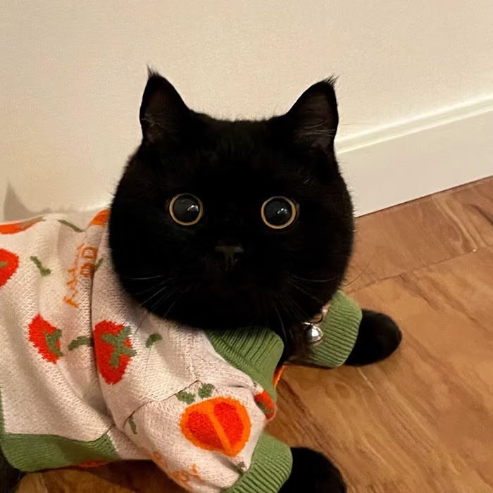 精神状态极佳的头像-原笔记