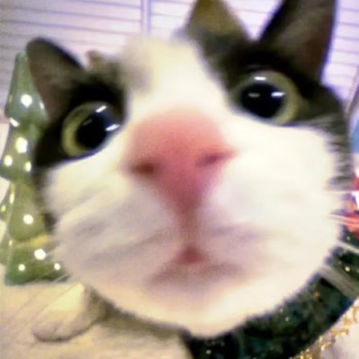 精神状态极佳的头像-原笔记