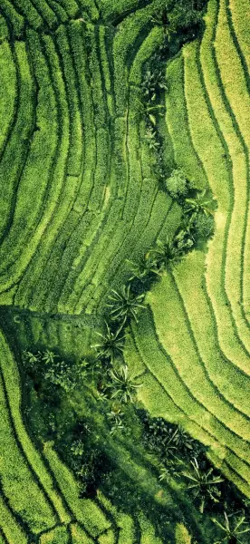 护眼绿色氛围手机壁纸