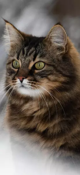 治愈系猫猫壁纸分享