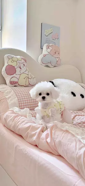 超可爱 | 小狗壁纸