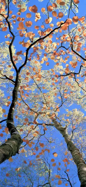 share 景深壁纸 ios景深4k高清手机壁纸分享