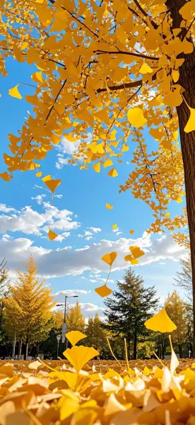 手机锁屏壁纸｜银杏叶飘落