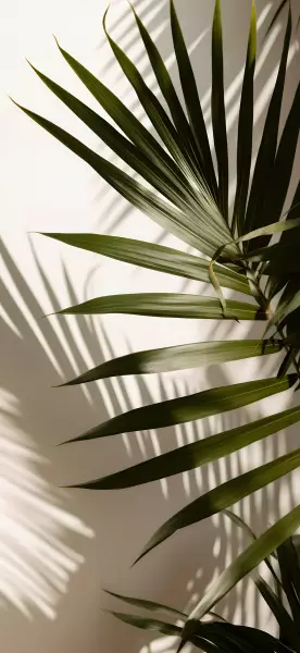 每日手机壁纸推荐3409